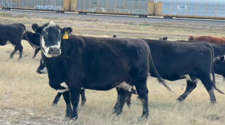 Home-raised, 1400lb April-May calvers! ~ Gonna sell fast ~ BC1010A5